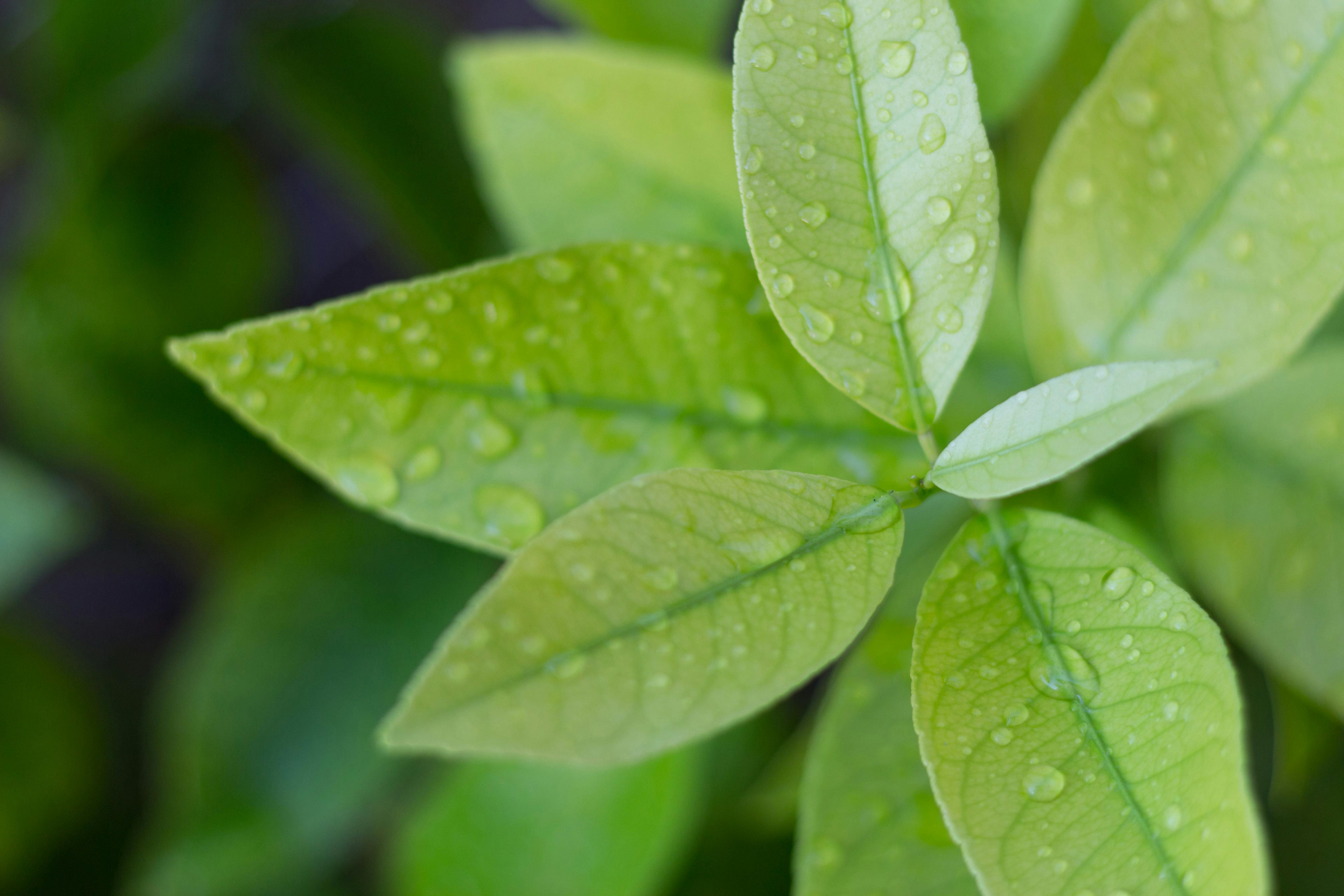 Free stock photo of green leaves lemon tree Free stock photo of green leaves lemon tree
