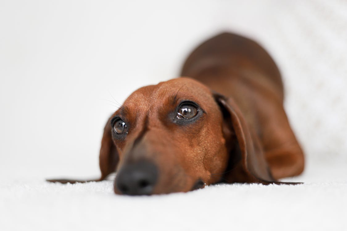 Adorable smooth haired Dachshund lying on bed · Free Stock Photo