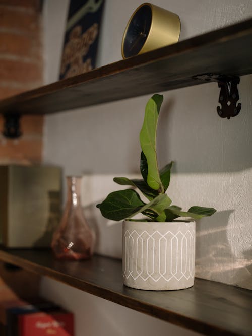 Free Green Plant in White Ceramic Vase Stock Photo