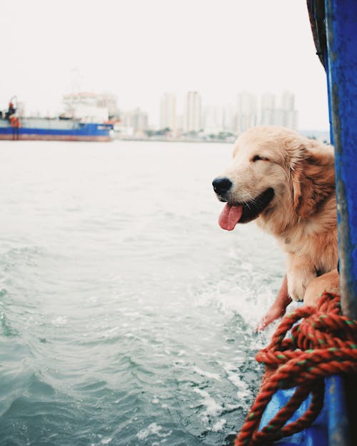 Curious Golden Retriever dog enjoying ride on riverboat