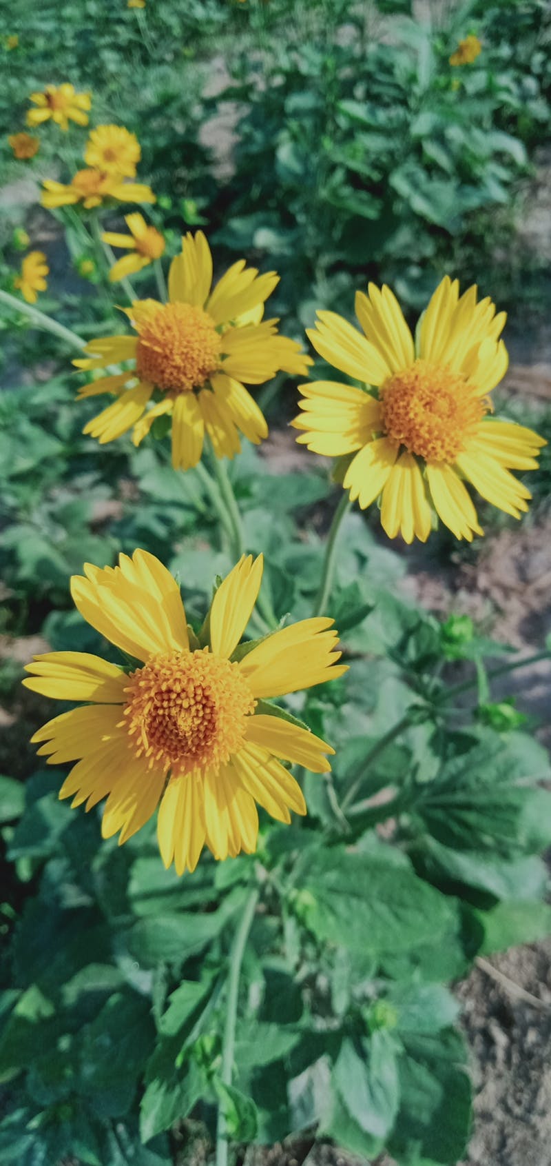 Балалардың бөлмесін таза ұстау