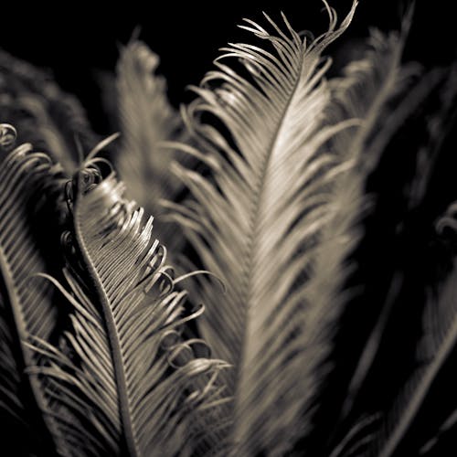 Abstract background design of dyed gray shiny feathers in dark room against black background in dim light