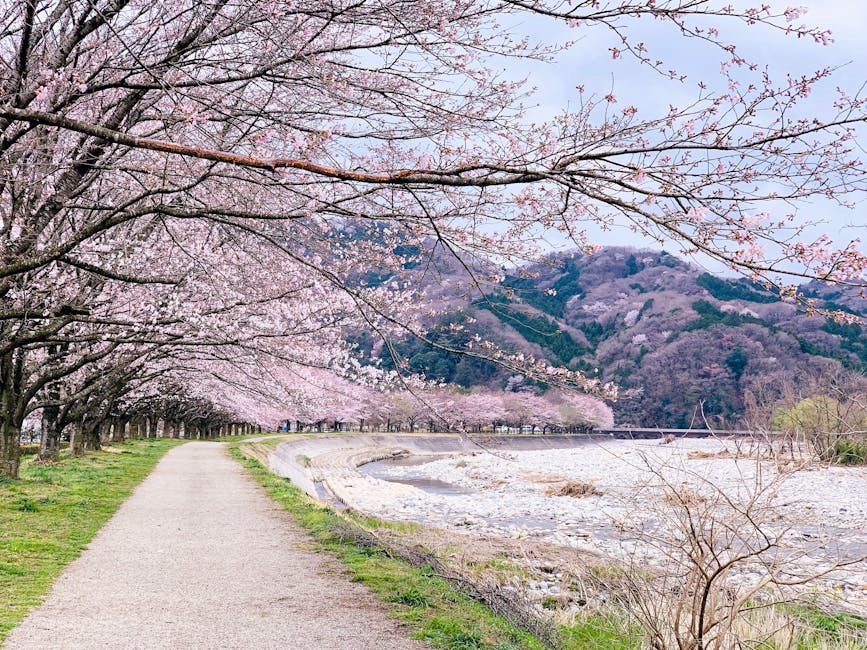 Afbeelding van prachtige kersenbloesems in Japan