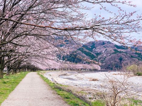 日本公园里，樱花树盛开的池塘风景如画，宁静怡人