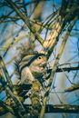 Low angle of cute fluffy squirrel sitting on tree branch and gnawing nut in forest on sunny day
