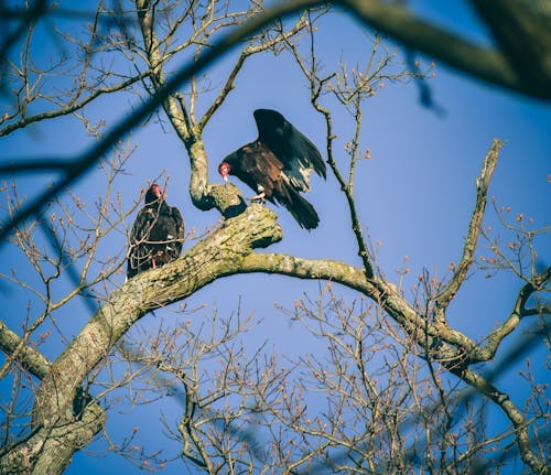 From below of turkey vulture wild birds with large wings and red heads sitting on leafless tree branch against cloudless blue sky