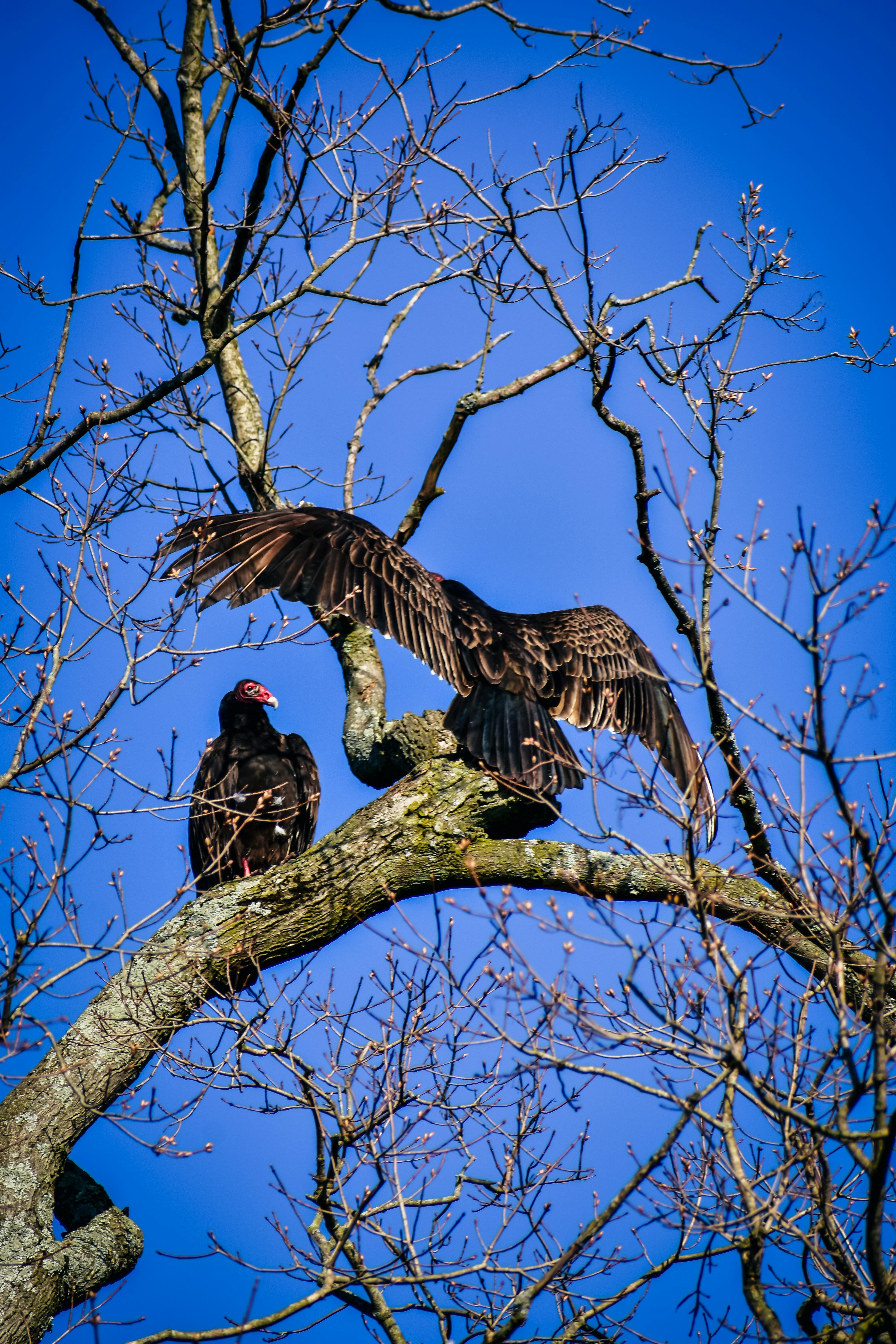 Black turkey vulture birds on tree · Free Stock Photo