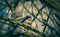Adorable gray squirrel sitting on tree branch in forest