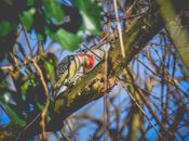 Low angle of adorable small red crowned woodpecker bird with zebra barred black and white back pecking tree in forest against cloudless blue sky