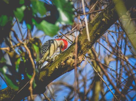 Low angle of adorable small red crowned woodpecker bird with zebra barred black and white back pecking tree in forest against cloudless blue sky