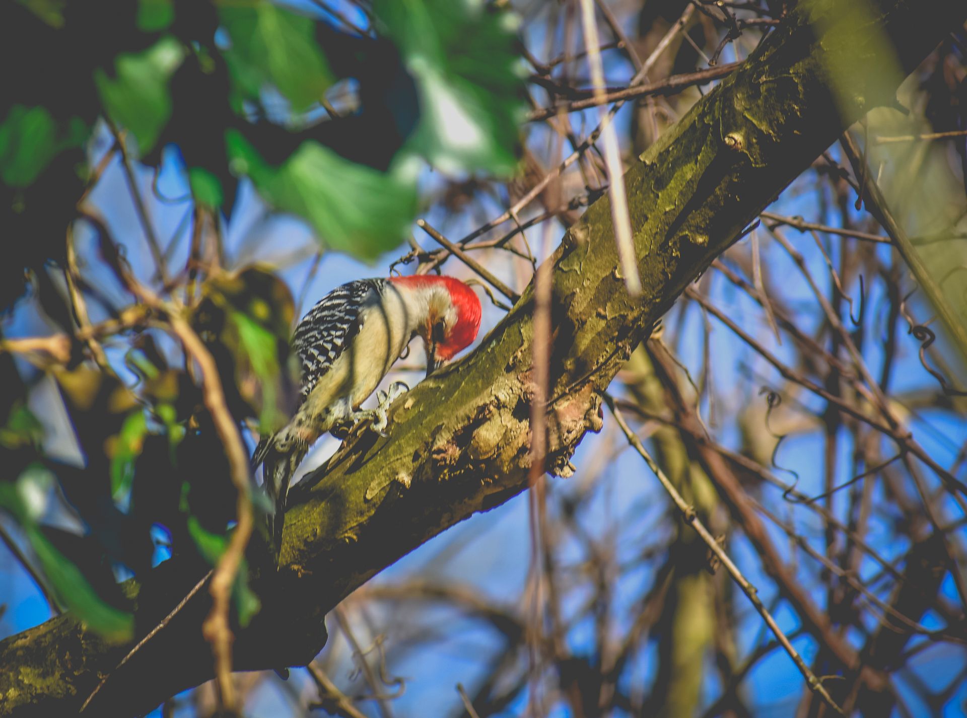 Low angle of adorable small red crowned woodpecker bird with zebra barred black and white back pecking tree in forest against cloudless blue sky