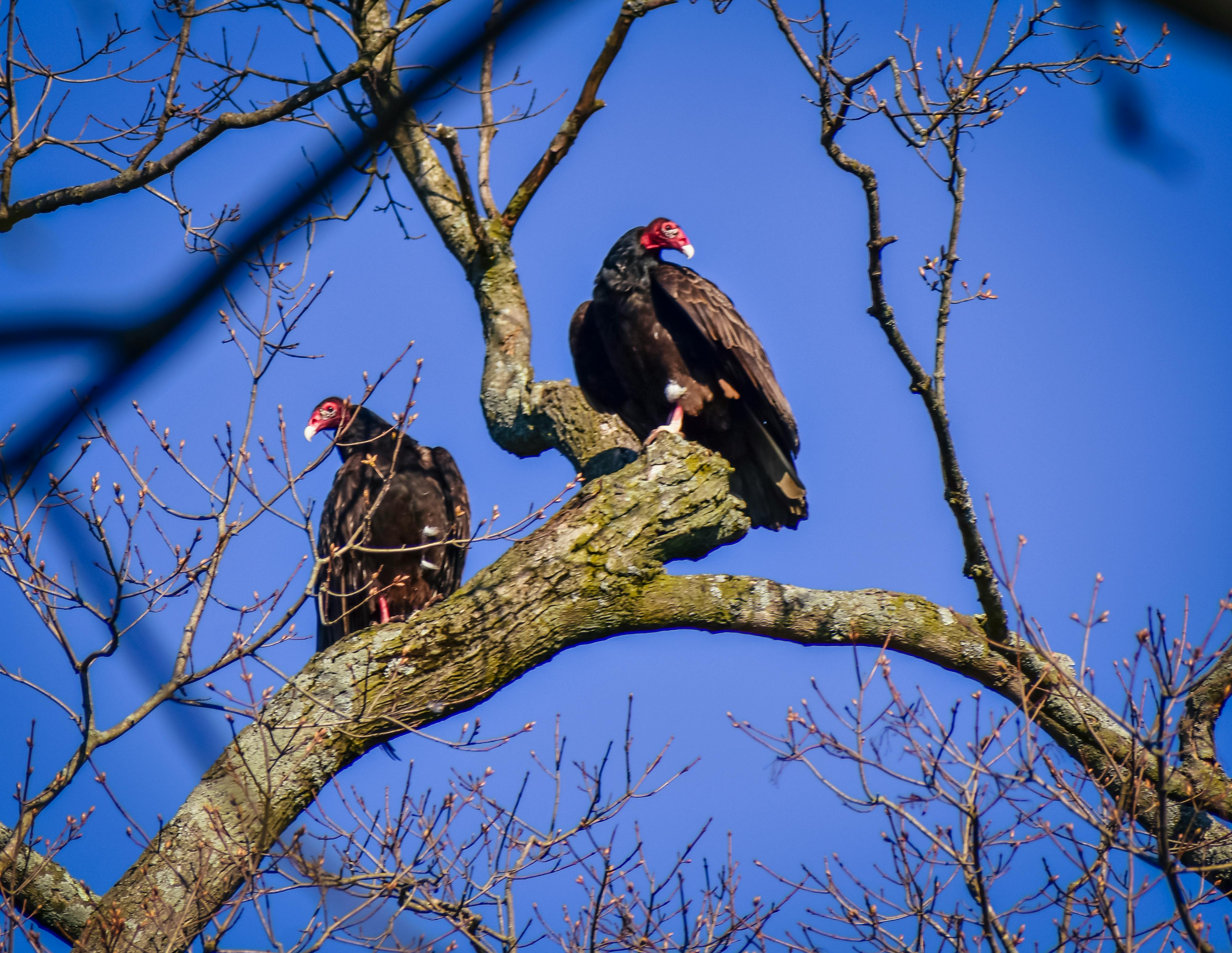Wild turkey buzzard birds on tree branch against blue sky · Free Stock