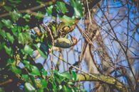 Adorable red crowned woodpecker pecking tree in forest