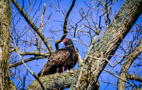 From below of black wild turkey vulture bird with red head sitting on branch of tree with buds during sunny spring day