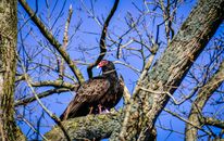 From below of black wild turkey vulture bird with red head sitting on branch of tree with buds during sunny spring day