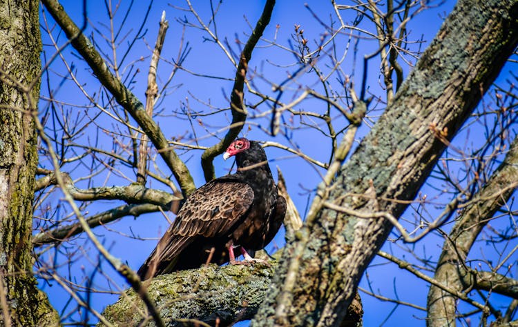 Buzzard Bird Observing Territory Sitting On Tree