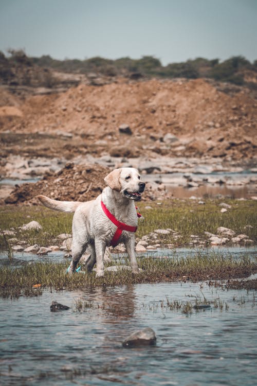 Adorable Labrador Retriever dog with red collar standing alone near puddle in rough stony terrain on sunny day