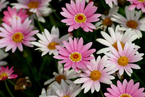 Kostenloses Stock Foto zu blumenphotographie, gänseblümchen, nahansicht