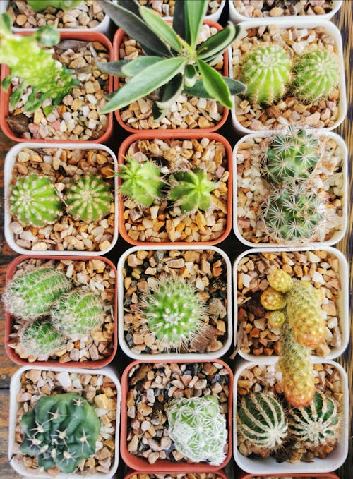 Free Top view of containers with various cactus plants and succulents  placed on wooden table in market Stock Photo