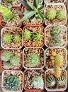 市场木桌上摆放着各种仙人掌和多肉植物的容器顶视图