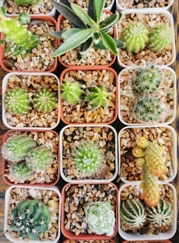 市场木桌上摆放着各种仙人掌和多肉植物的容器顶视图