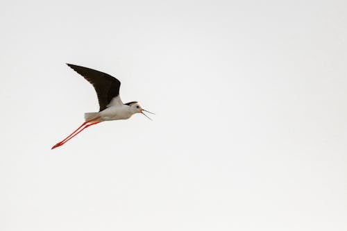 Free Black and White Stork Flying Under White Sky Stock Photo