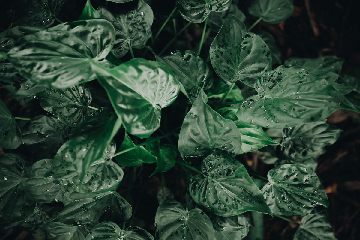 Green Notes, Explained: Reading a Scent Like a Garden