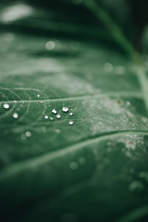 Free Captivating macro shot of water droplets glistening on a green leaf, showcasing nature's beauty. Stock Photo