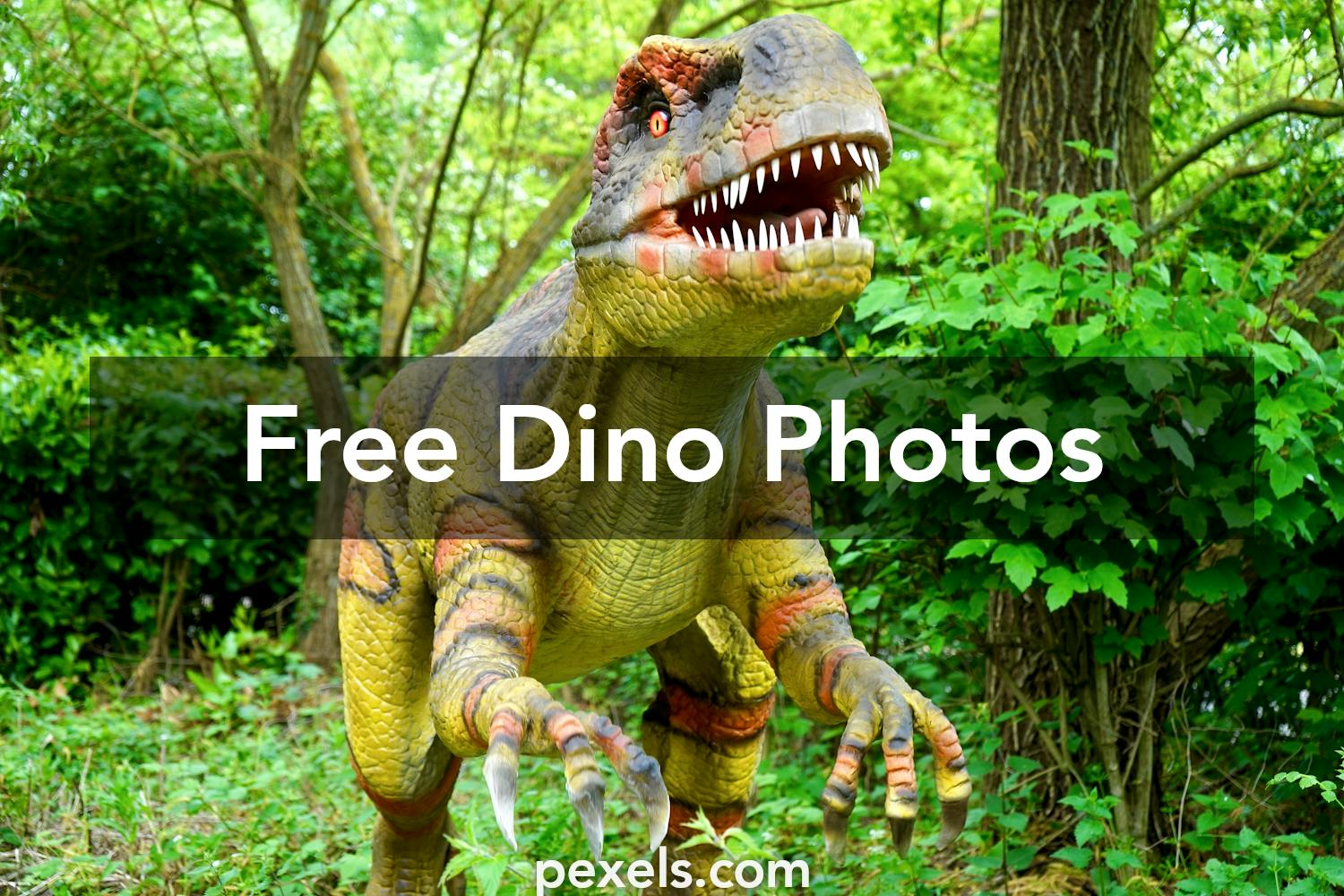 10 Amazing Dino  Photos   Pexels  Free Stock Photos 