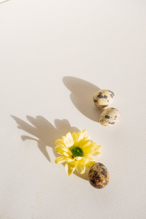 Quail Eggs and a Yellow Flower