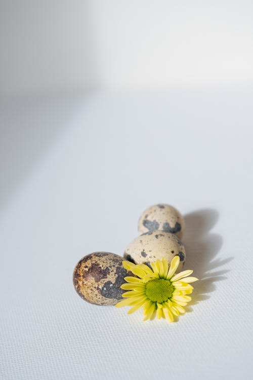 Quail Eggs and a Yellow Flower