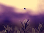 一张美丽的微距照片捕捉到一只昆虫悬停在树叶上方，背景是温暖的日落