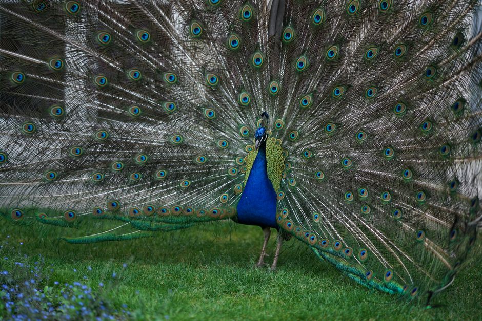 wildlife exclusion removal near me East Los Angeles wildlife exclusion removal East Los Angeles
