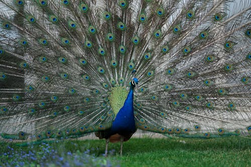 Foto d'estoc gratuïta de animal, au, aviari