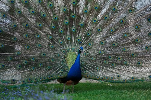 Free Graceful Indian peafowl bird with amazing open feather standing on green lawn in park Stock Photo