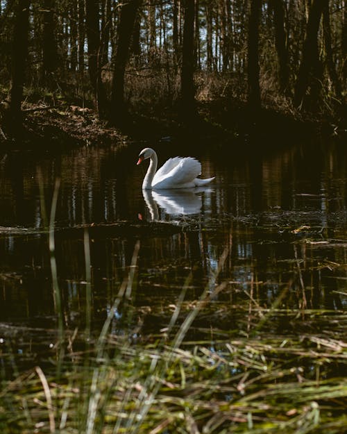 Kostnadsfri bild av djur, djurfotografi, natur