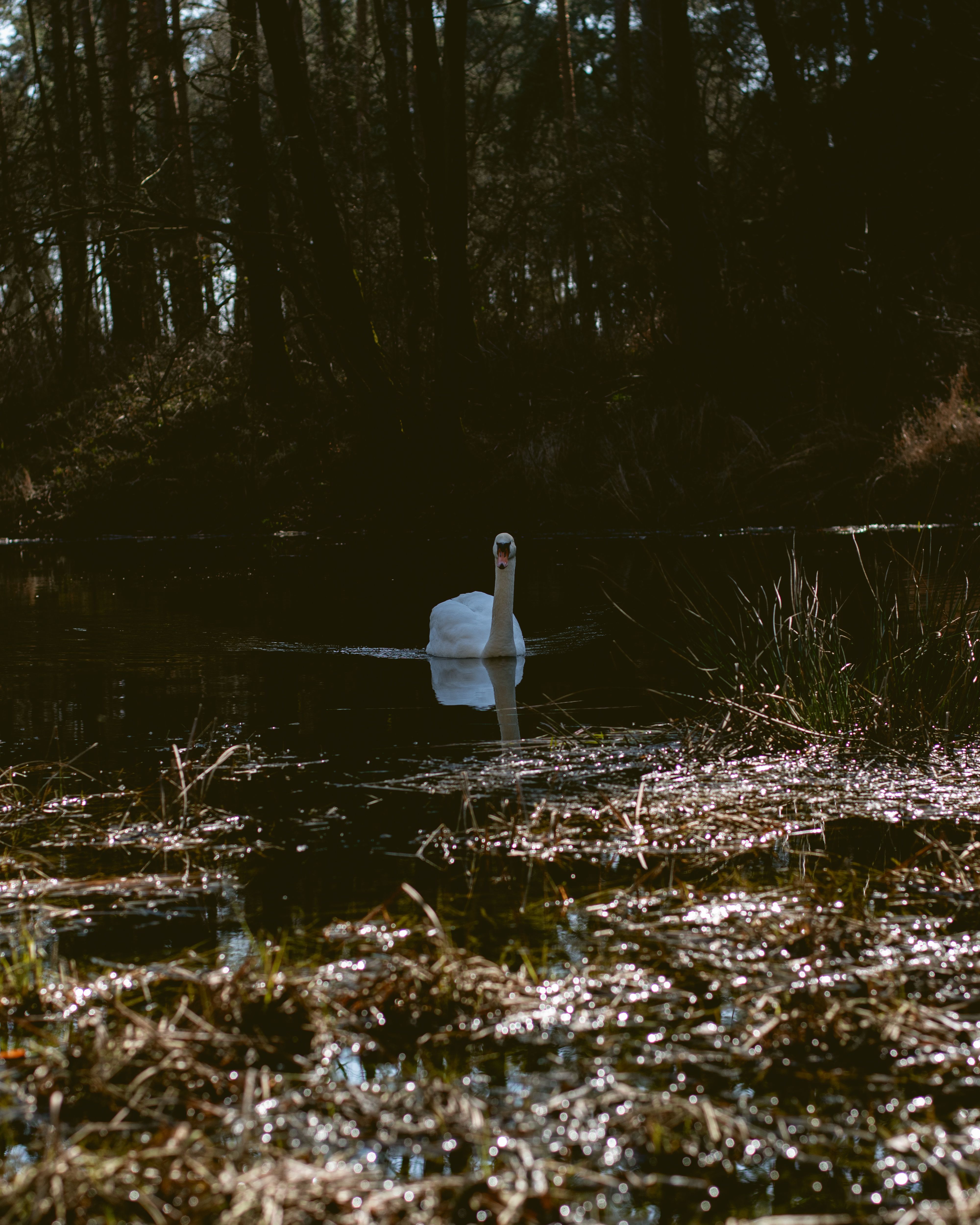 A White Swan on the Swamp · Free Stock Photo