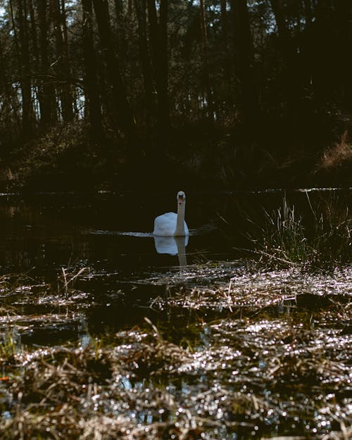 A White Swan on the Swamp
