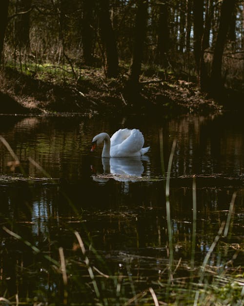 A White Swan on the Swamp