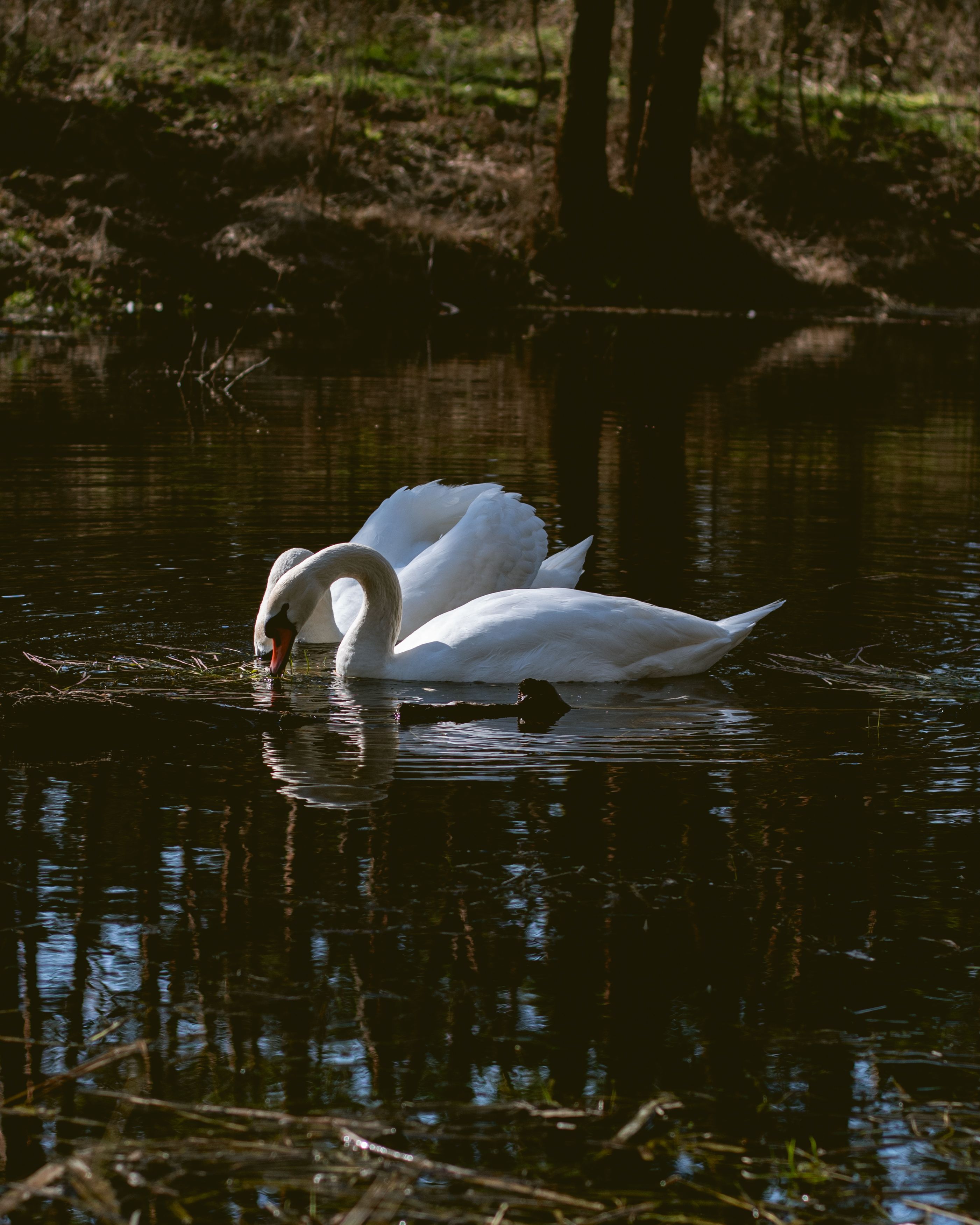 A White Swan on the Swamp · Free Stock Photo
