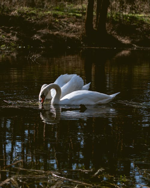 A White Swan on the Swamp