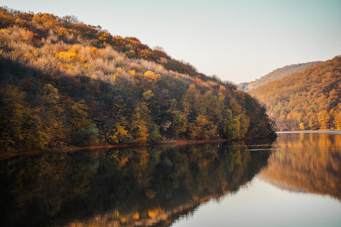 Green and Brown Trees Beside the Lake