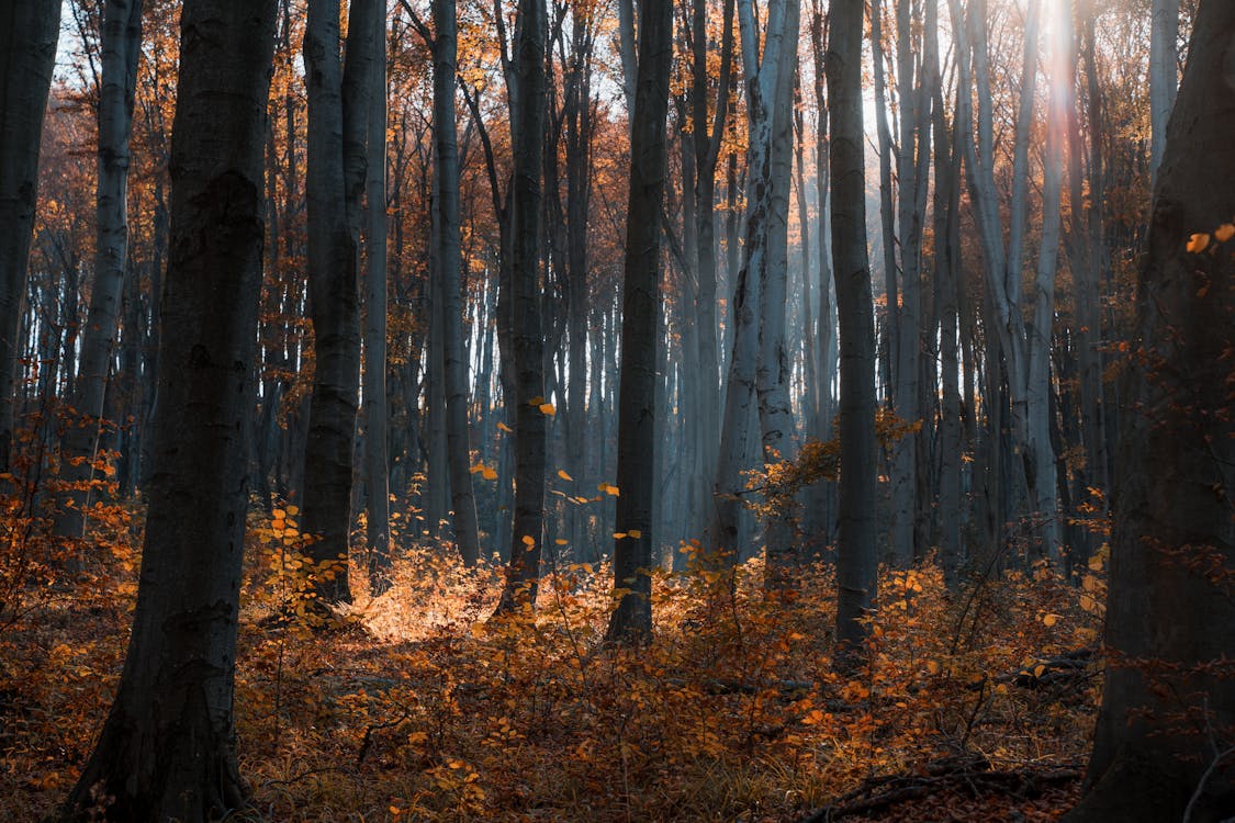 Darmowe zdjęcie z galerii z drzewa, jesień, las