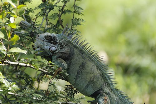 Iguana on Green Plant