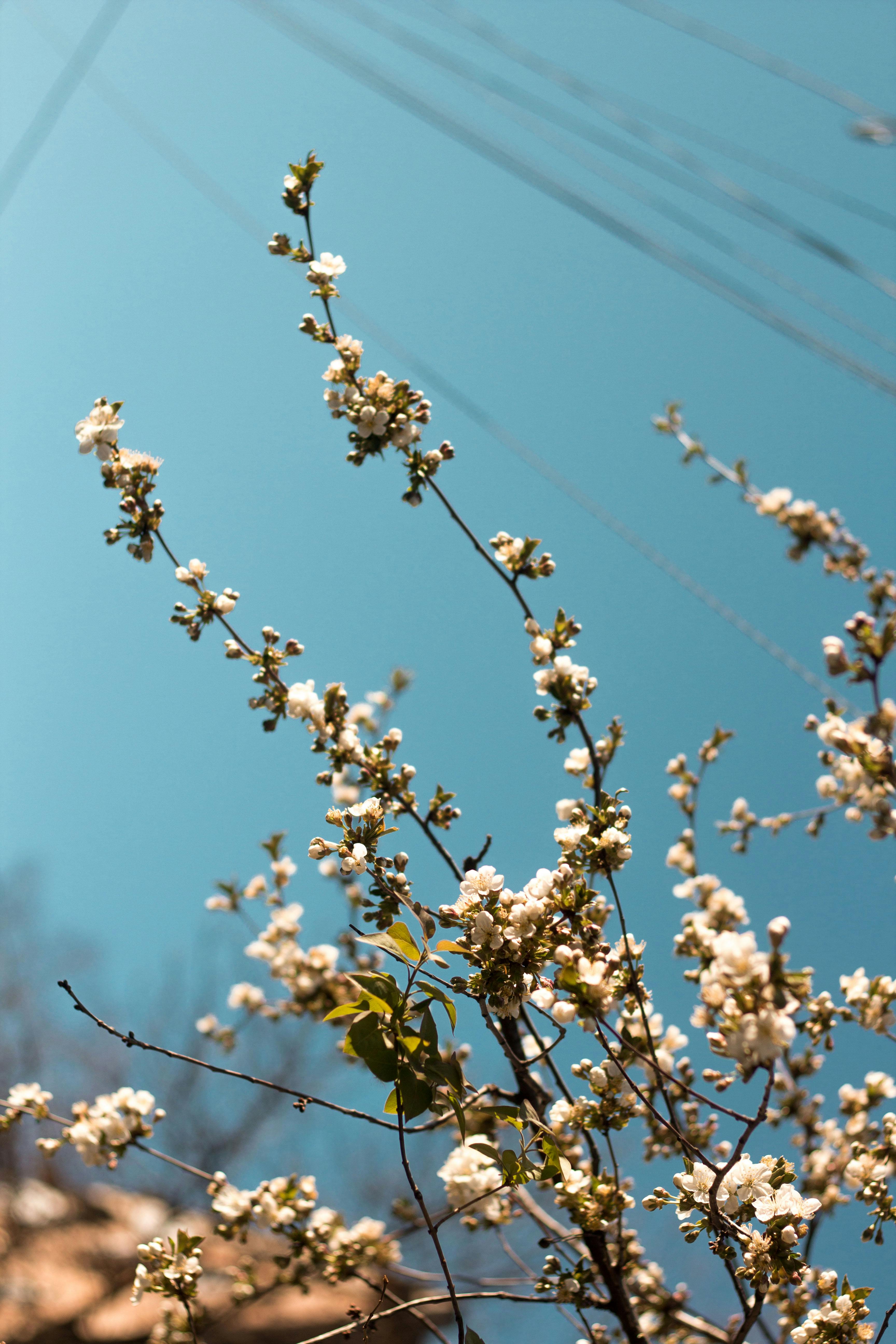 Layered dessert bowl with berries and granola on top
