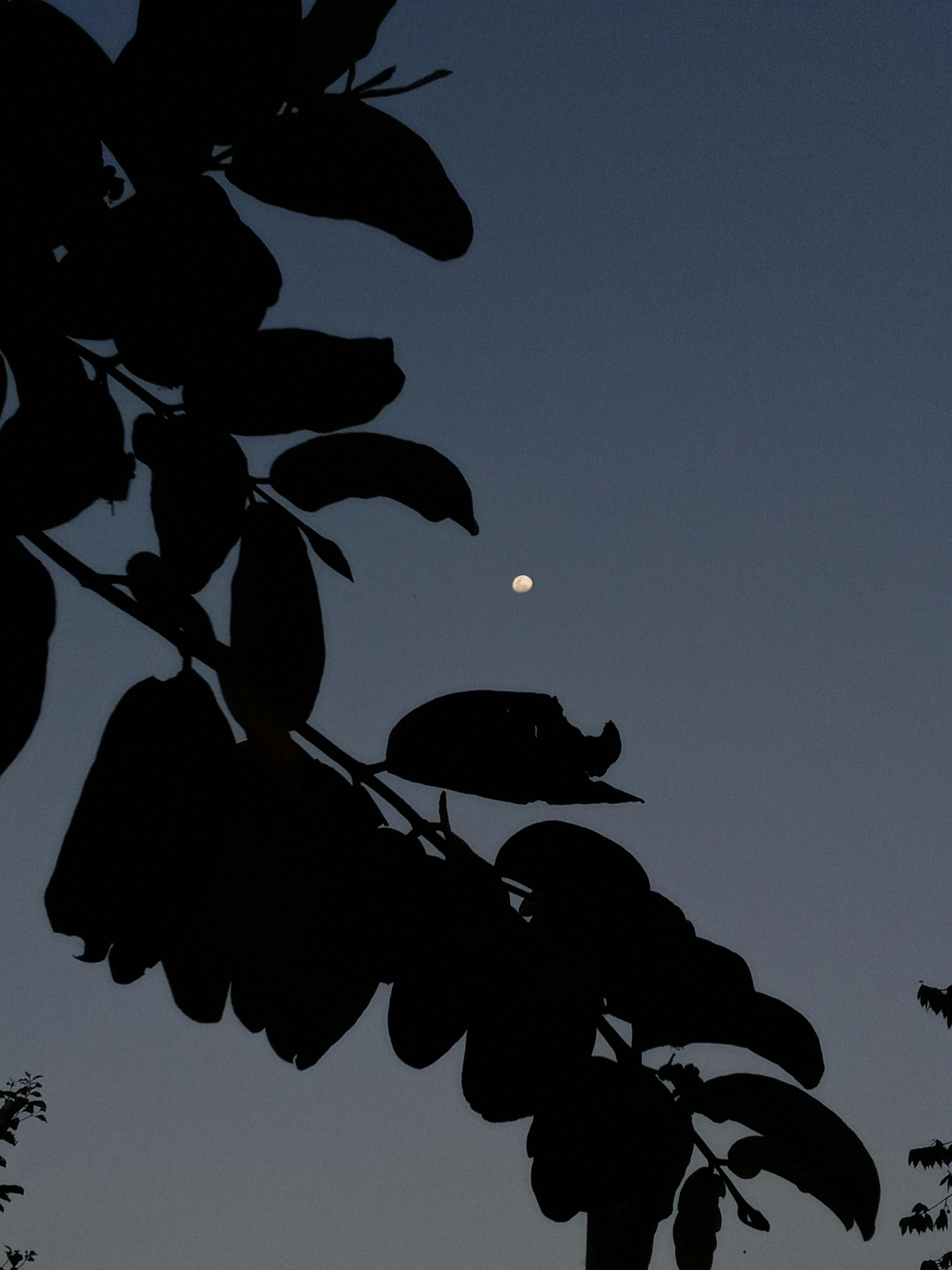 Healthy breakfast with fruit, oats, and coffee on a kitchen table