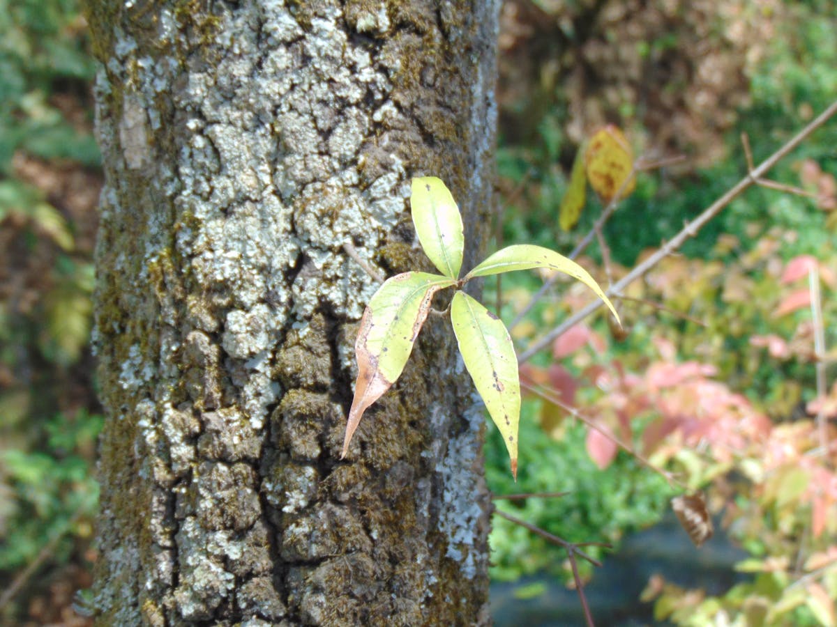Cooked whole grains fluffed with a fork in a pot