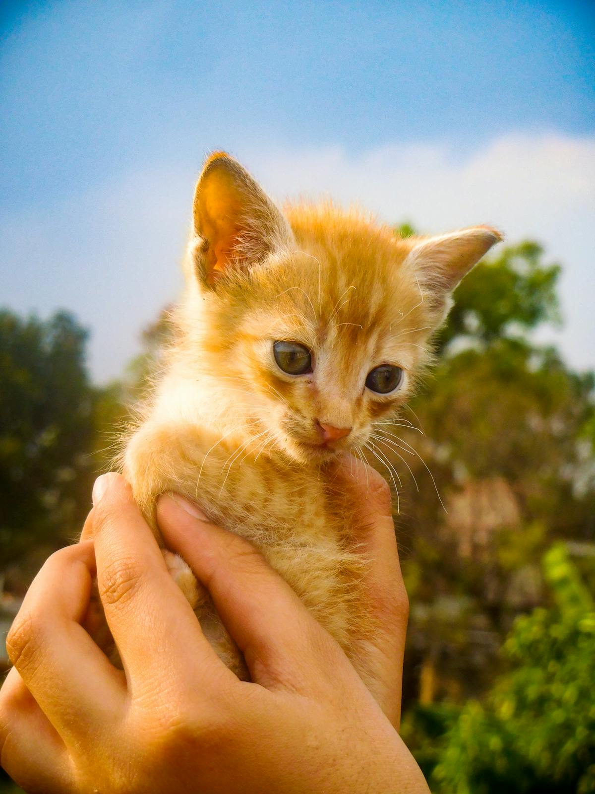 Person whisking ingredients in a small saucepan on the stove