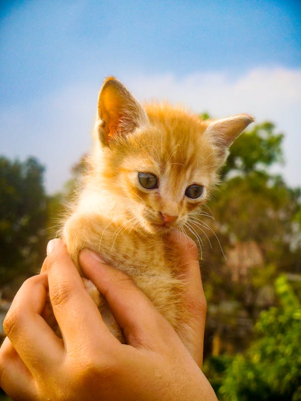 Kitchen cooking with gas stove illustration