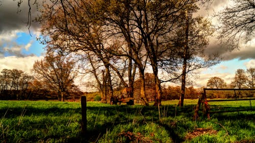 бесплатная Бесплатное стоковое фото с hdr, ветви, деревья Стоковое фото